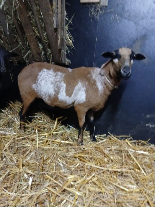 Owieczki kameruńskie