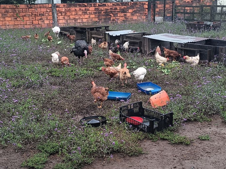 Galos vivos para venda