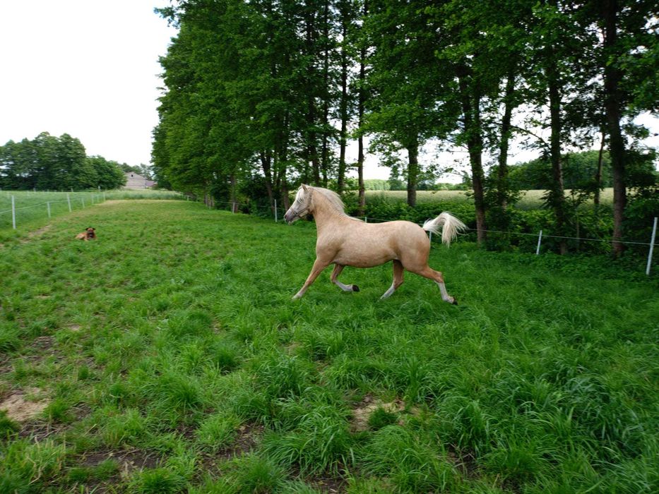 Sprzedam kuc kuce walijski klacz źrebak