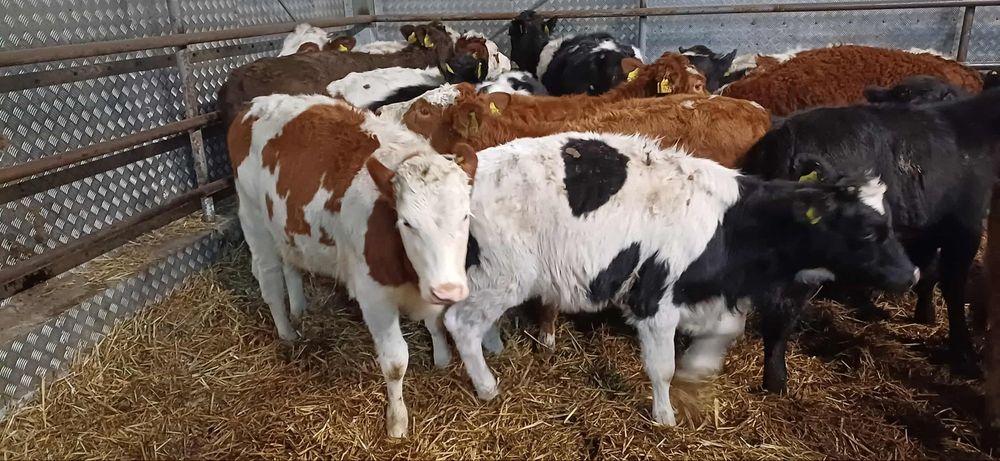 Sprzedam jałowki odsadki 22 sztuki Polskie