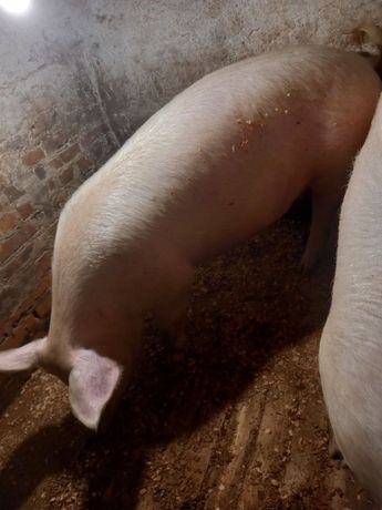 Продаж свиней 200кг+  тушка 115 грн  курка бролер 150 грн за 1 кг