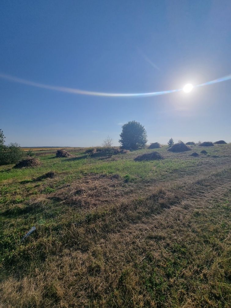 Віддам сіно Безкоштовно