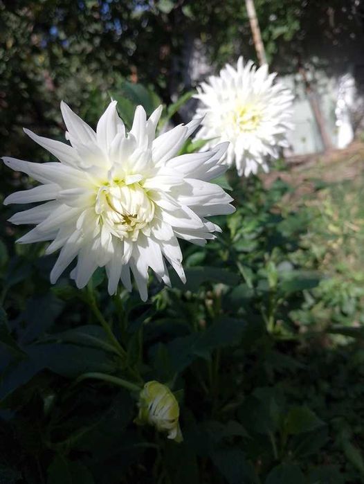 жоржини/георгіни (білі і червоні)