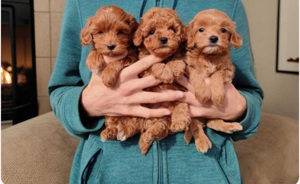 Две крошки девочки мальтипу.