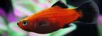 plati platy 	Xiphophorus maculatus / Xiphophorus variatus