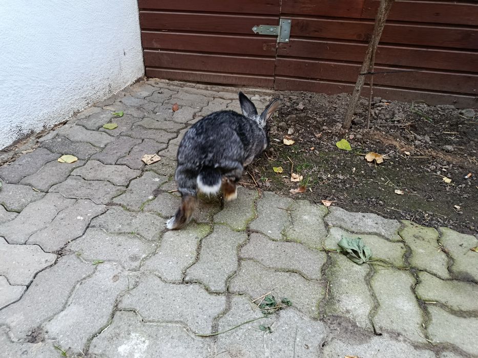 Królik Samica Szynszyla