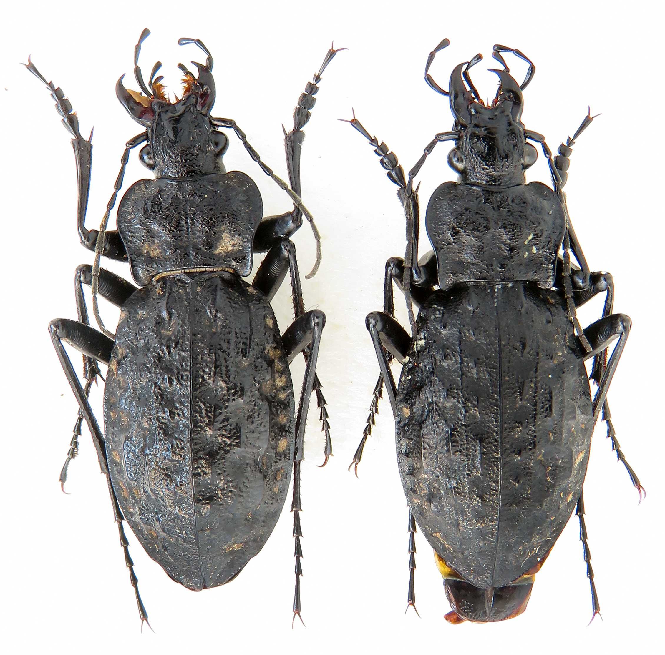 Carabus variolosus коллекция насекомые, комахи, жуки,  водяна Жужелица