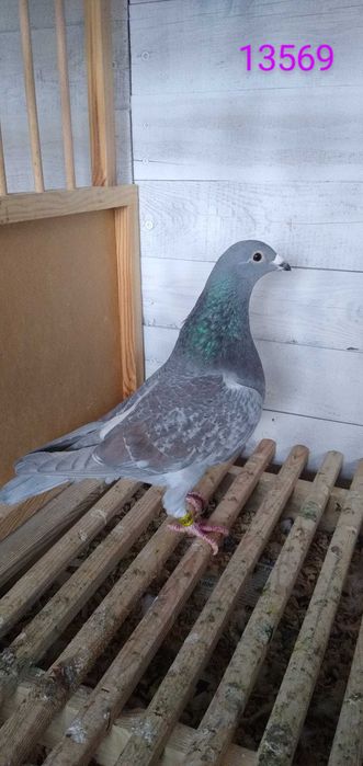 Gołębie pocztowe rubella