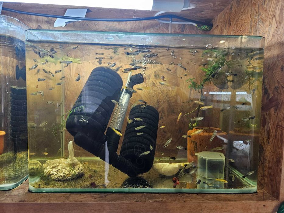 Peixes de Estimação Fish