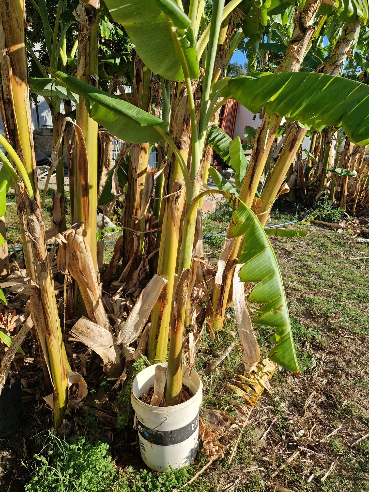 Bananeiras para replantar