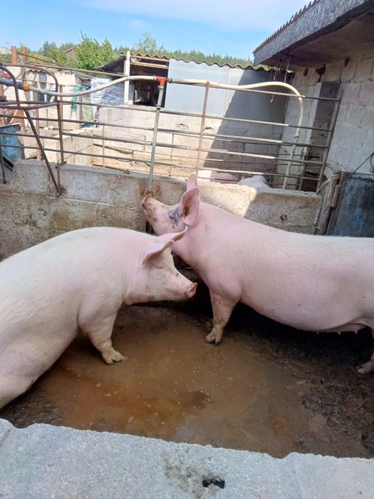 Продам свиней живою вагою 110 грн. за кг.