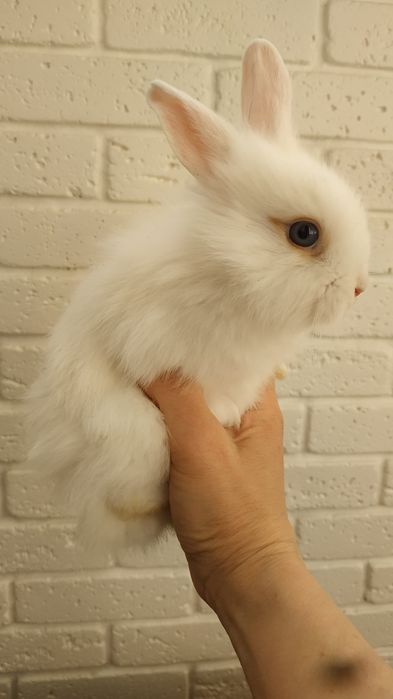 Білий кролик львіноголові декоративні кролі  карликові кроля в Харкові