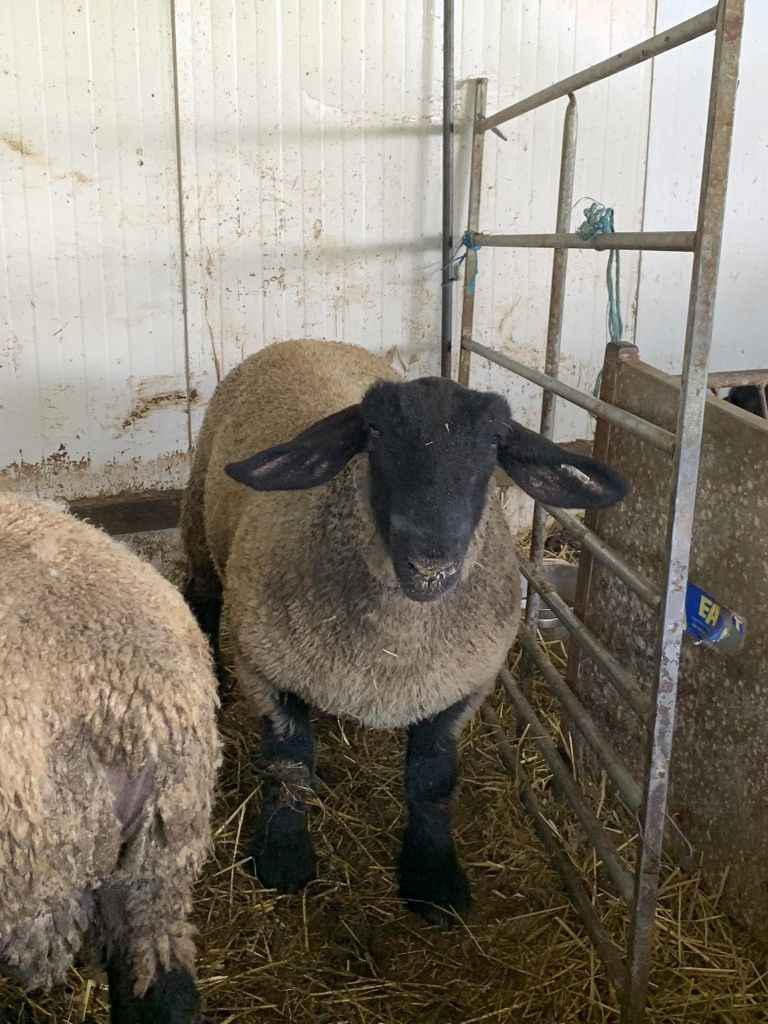 Vendo 4 ovelhas Suffolk com certificado.