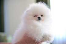 Pomeranian moni biała sunia