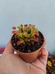 Plantas carnívoras