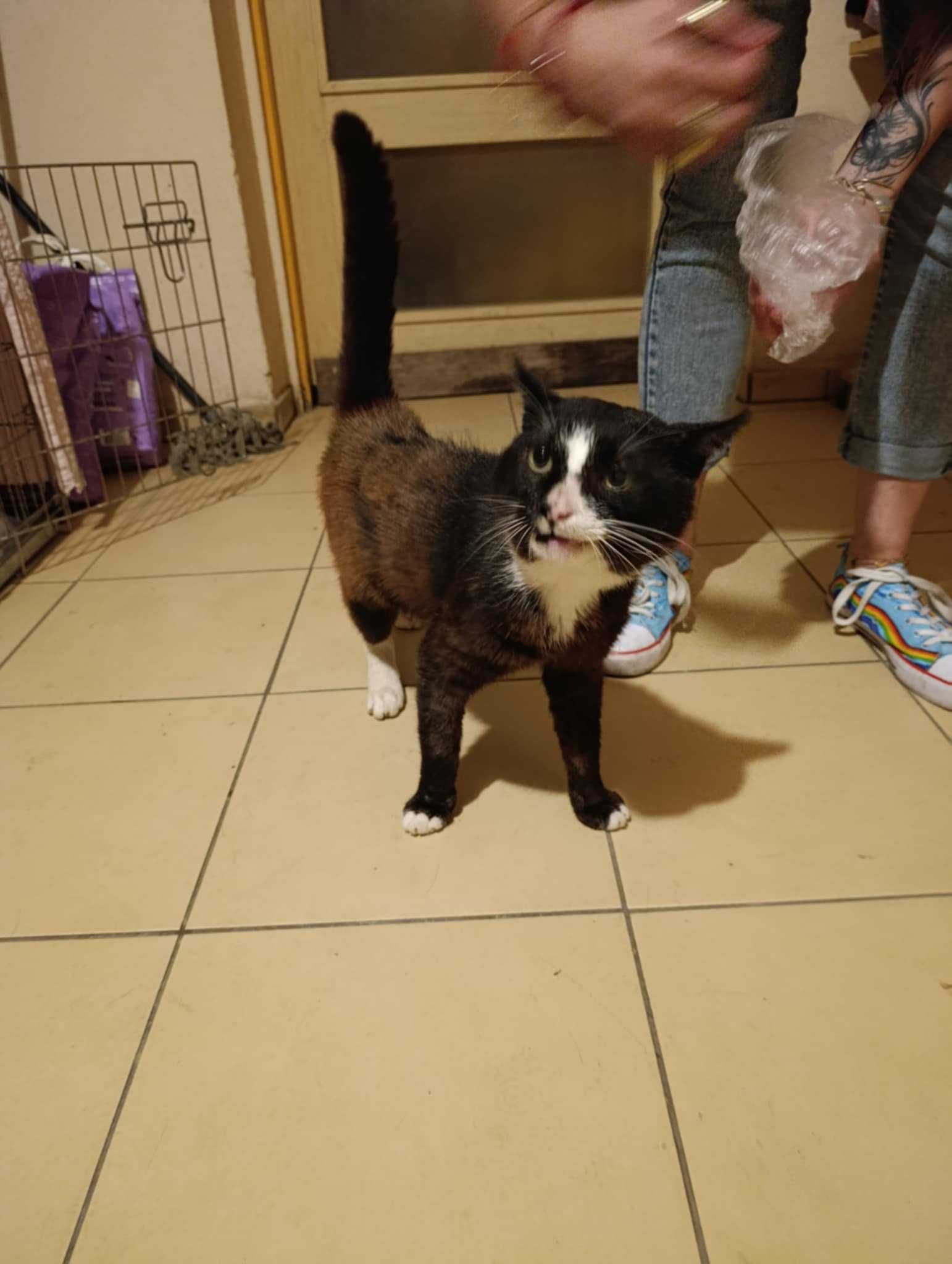 Kocurek 10 lat do pilnej adopcji
