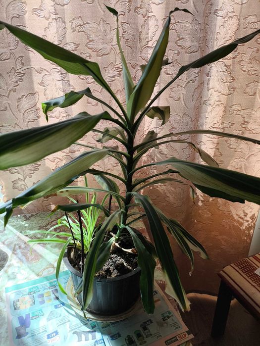 Пальма юка квітка