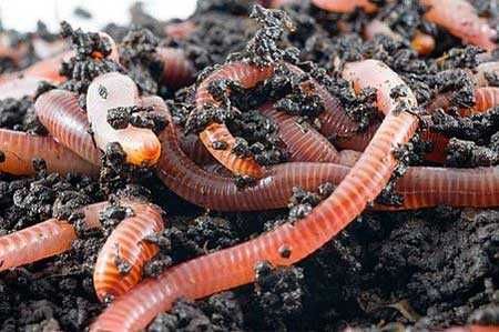 Каліфорнійські черв'яки калифорнийские черви старател біогумус биогуму