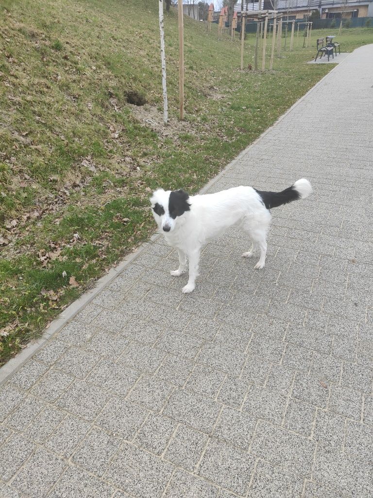 Suczka Border Collie