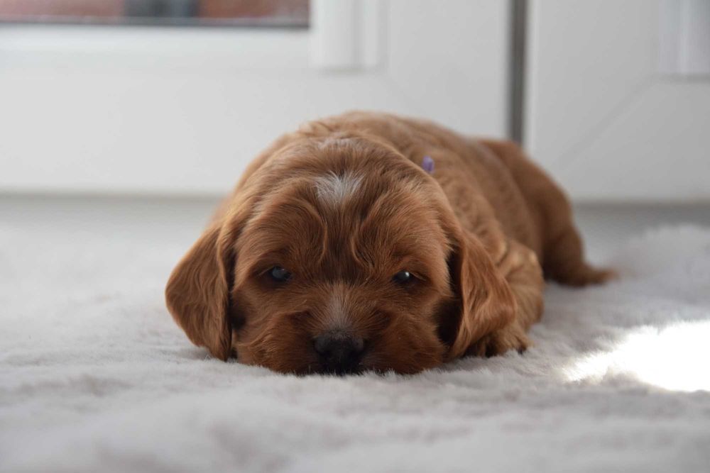Cockapoo F1 Suczka