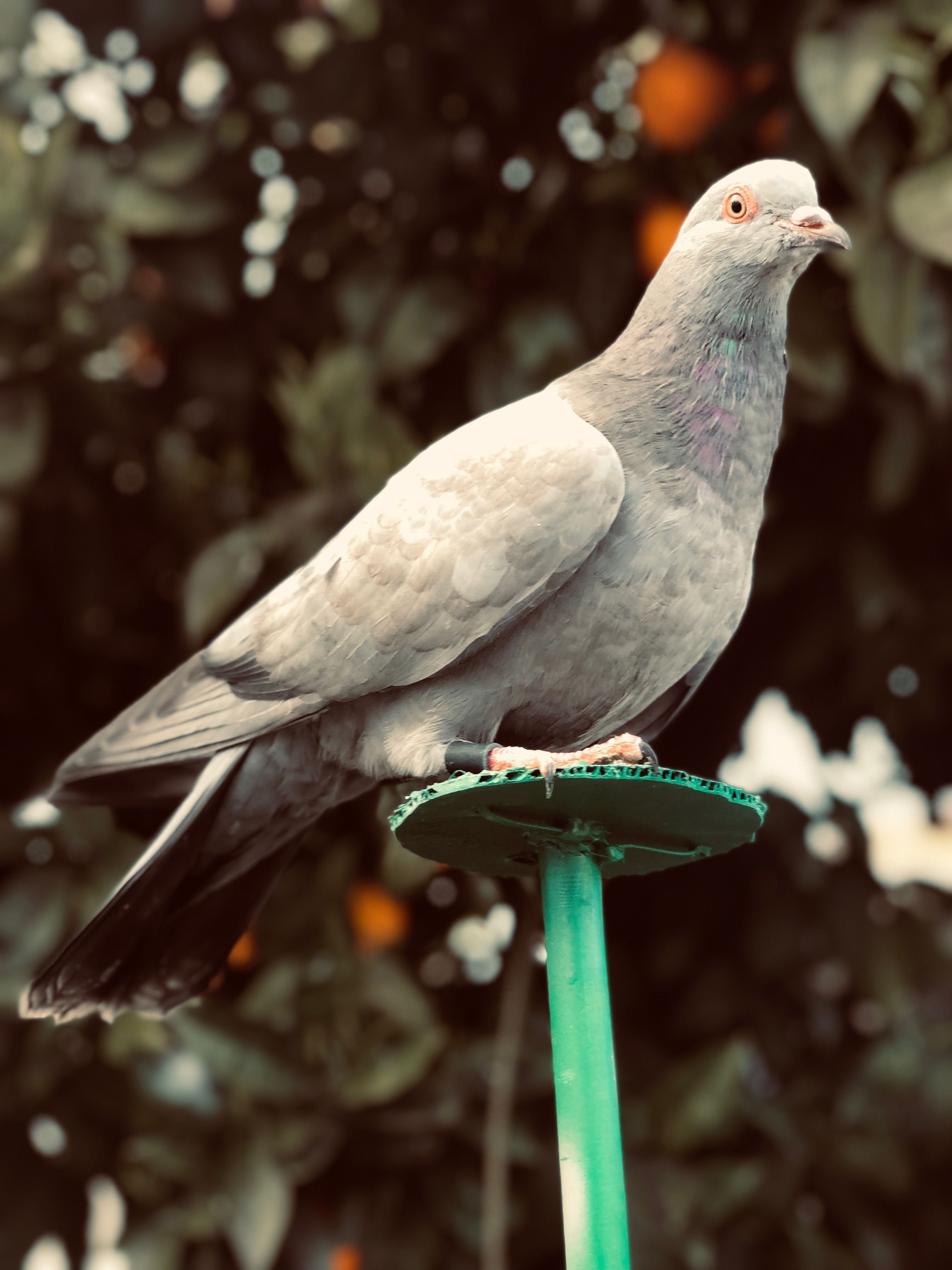 Pombo negaça (gascone)