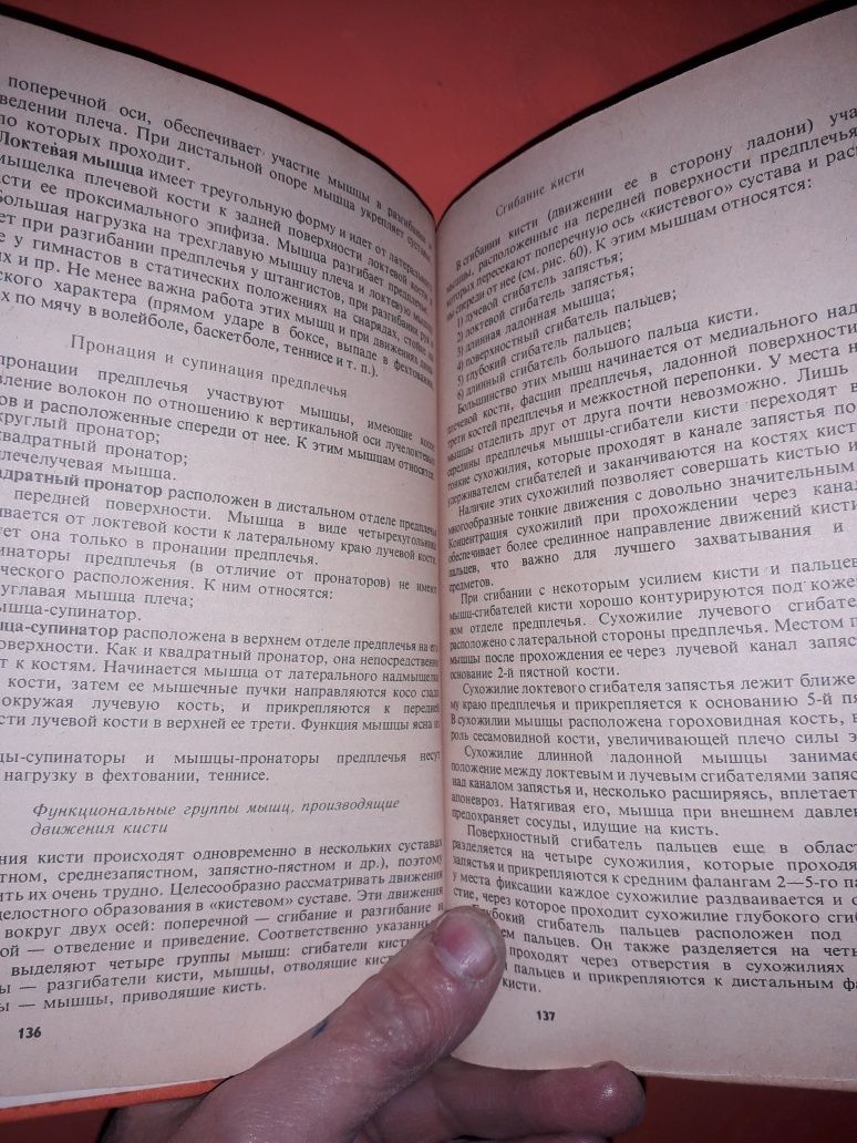 Анатомия человека со спортивным уклоном