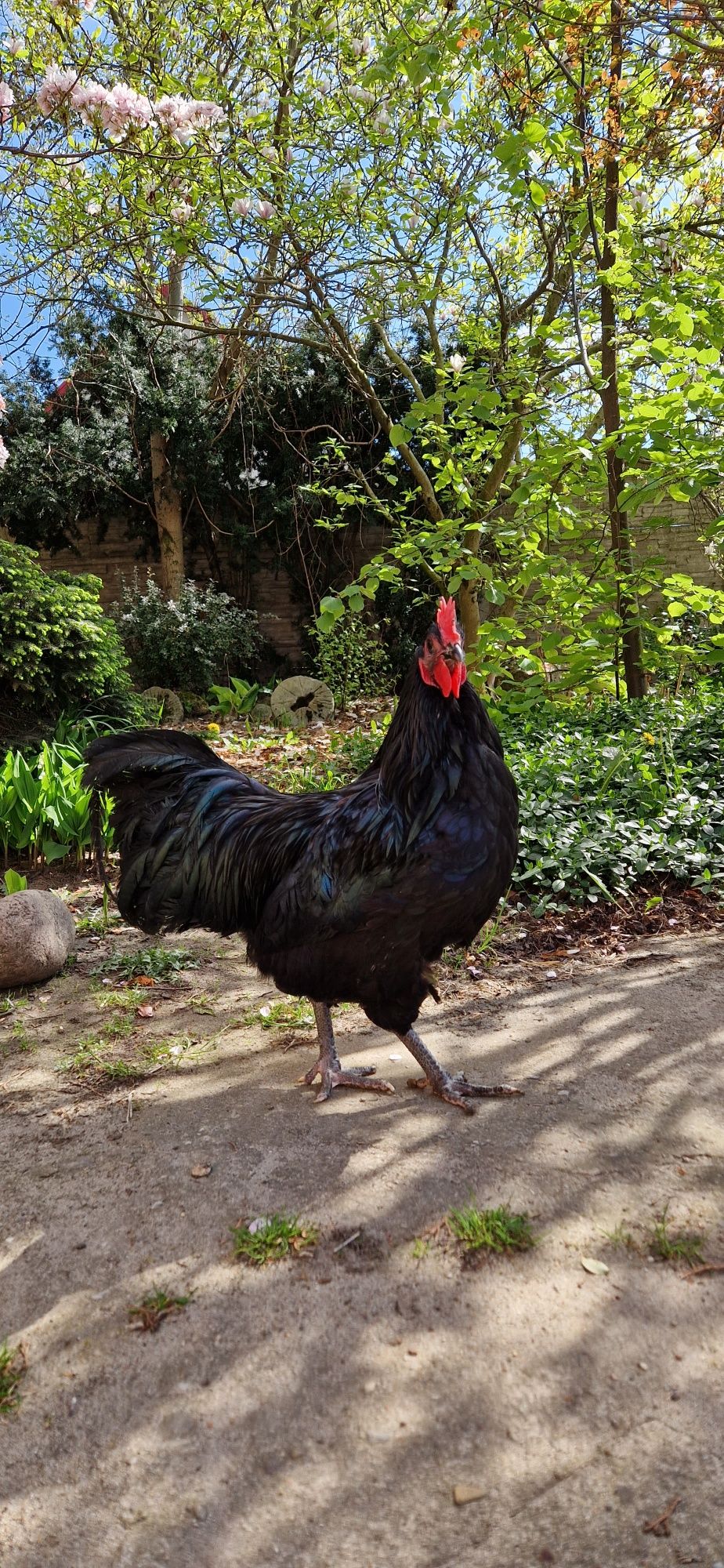 Kogut australorp