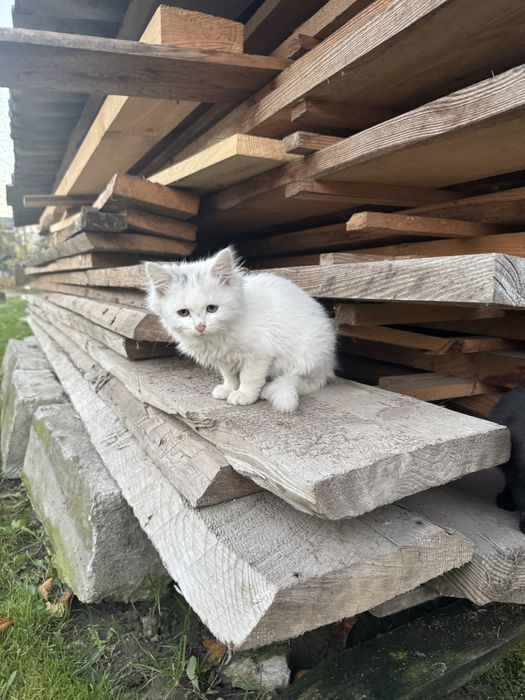 Віддам котиків в хороші рук