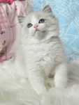 Kocurek Ragdoll Blue Bicolor perfekcyjny maluszek z domowej hodowli