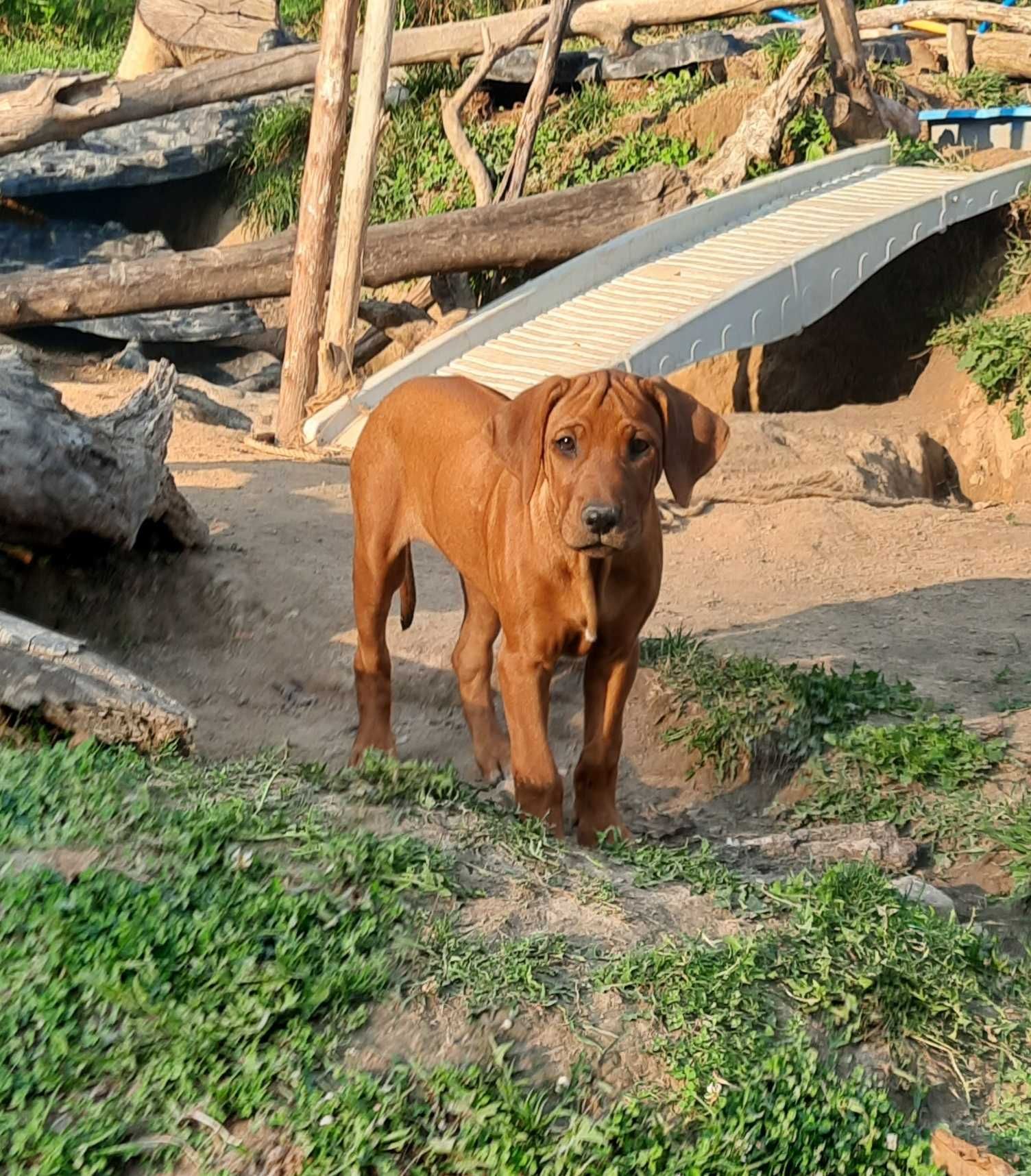 Szczenię Rhodesian Ridgeback - Hodowla ZKwP/ FCI - Szkolenie gratis