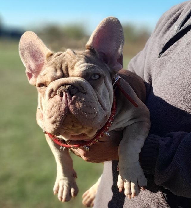 Биг роп Ньюшейд роджо тан масклесс носитель флаффи