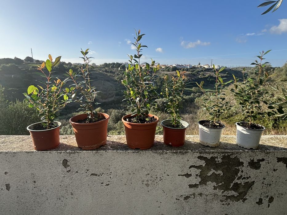 Eugenias (rebentos e sementes) para sebes e arbustos