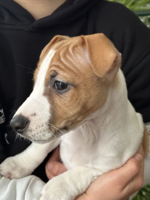 Джек Рассел терʼєр