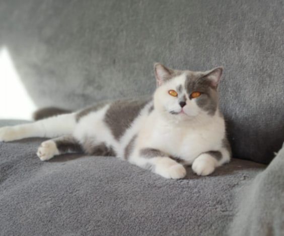 Kotka brytyjska bikolor niebieski