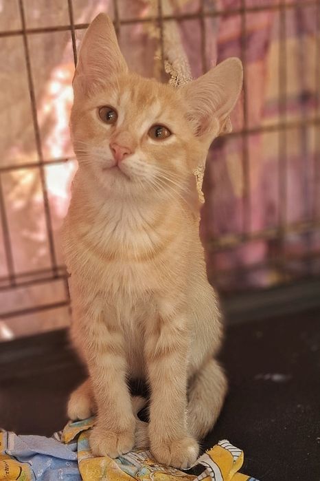 Щукають родину кошенята!