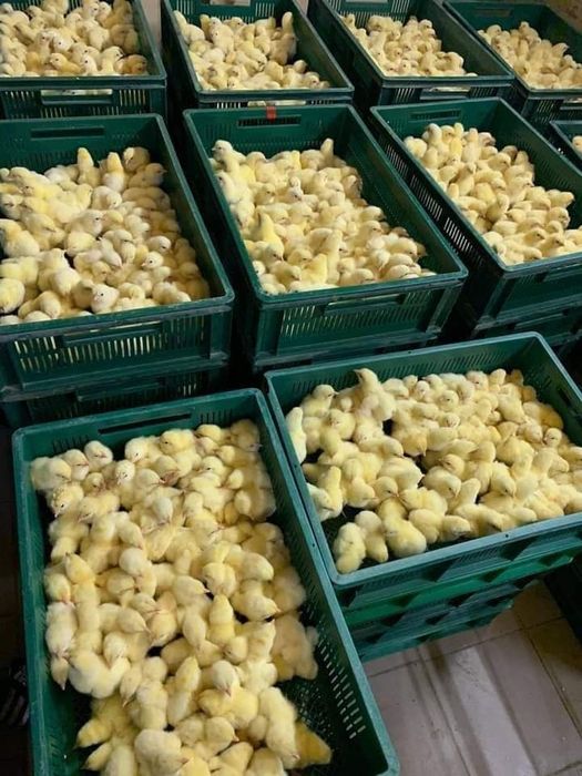 Інкубаційні яйця бройлера Кобб-500