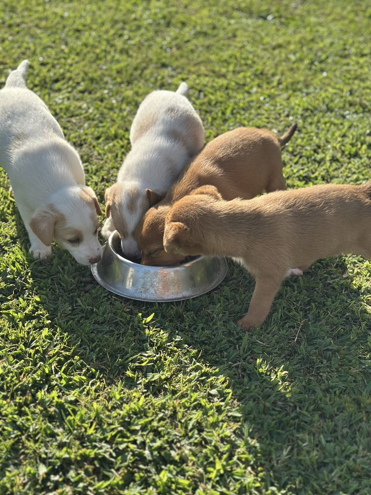 Cachorros para Adoção Responsável