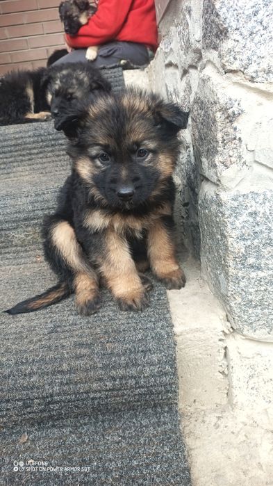 Отдам щенкрв . Немецкой овчарки. На фото  родители щенков.