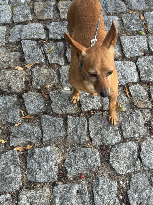 Cão pinscher seu nome é Simba