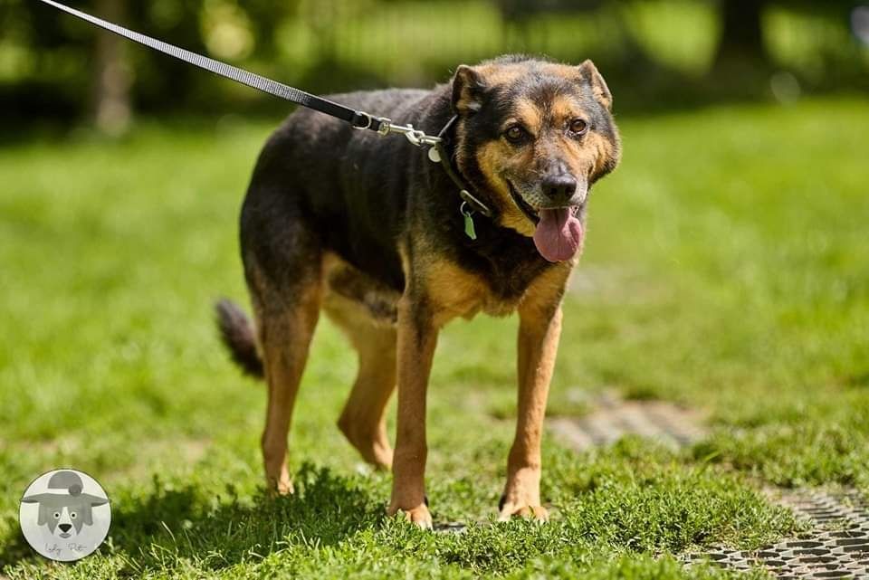 Klusek szuka domu na ostatnie lata życia