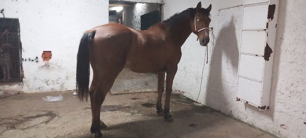 Cavalo castrado bem montado com escola