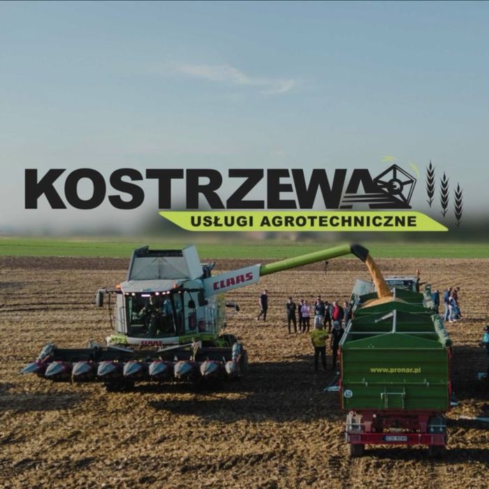 Skup kukurydzy, koszenie kukurydzy, zbiór, omłot, transport GRATIS