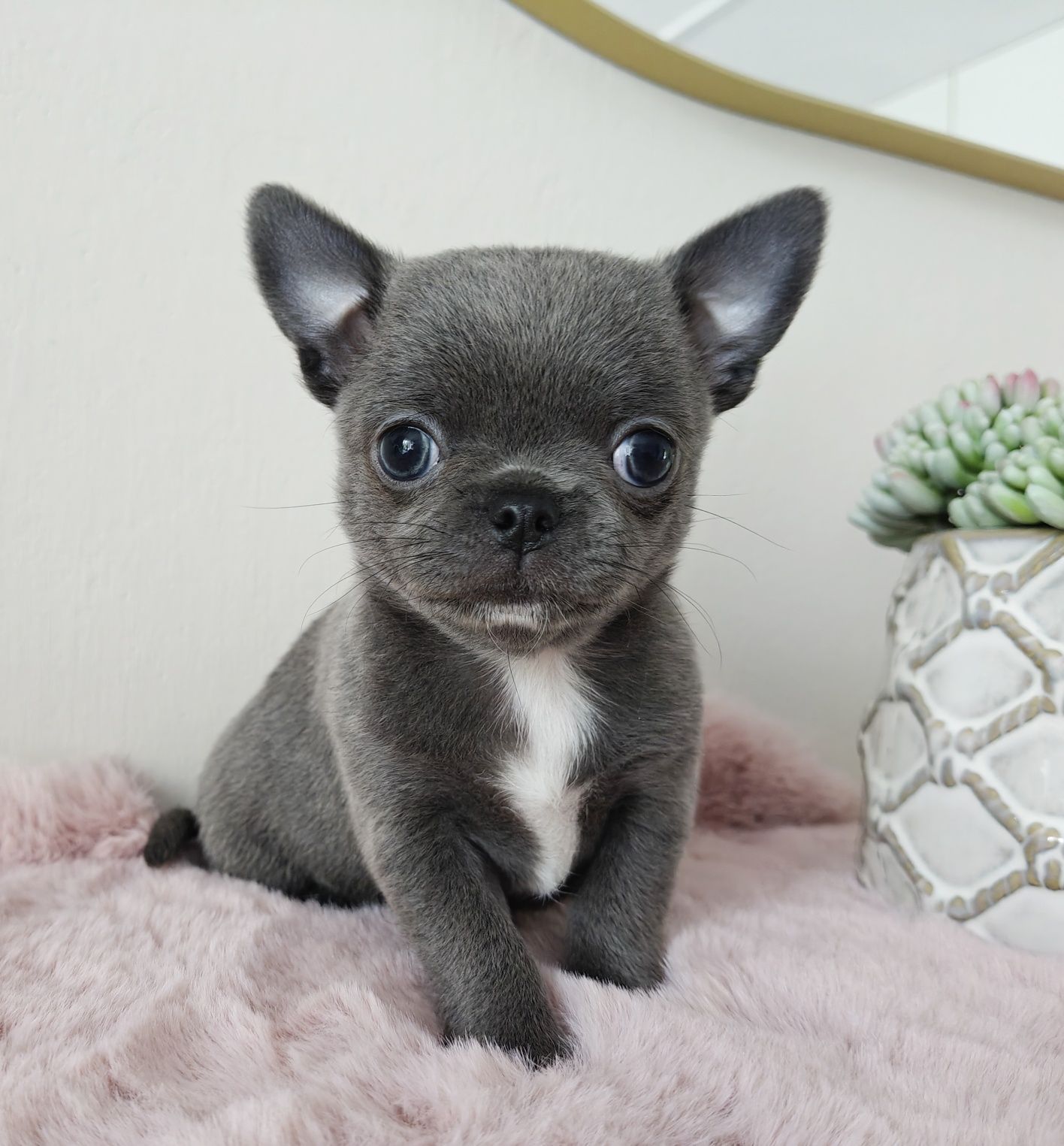 JENET gotowa do odbioru cudeńko suczka niebieska chihuahua