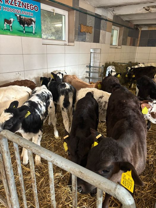 Cieleta najwyższej jakości piękny materiał