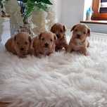 Śliczny Piesek Maltipoo