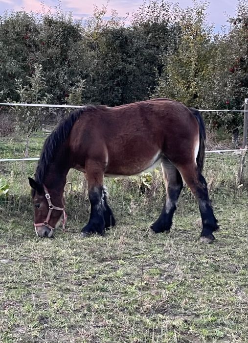 Źrebica zimnokrwista