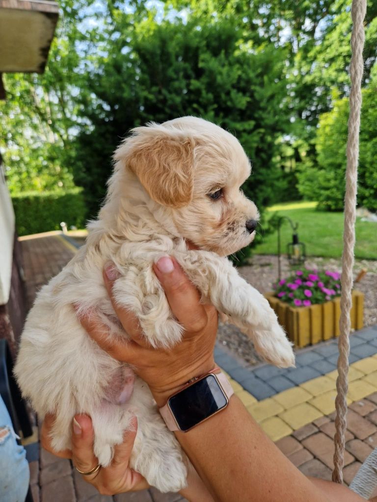 Maltipoo szczeniaczek gotowy do odbioru