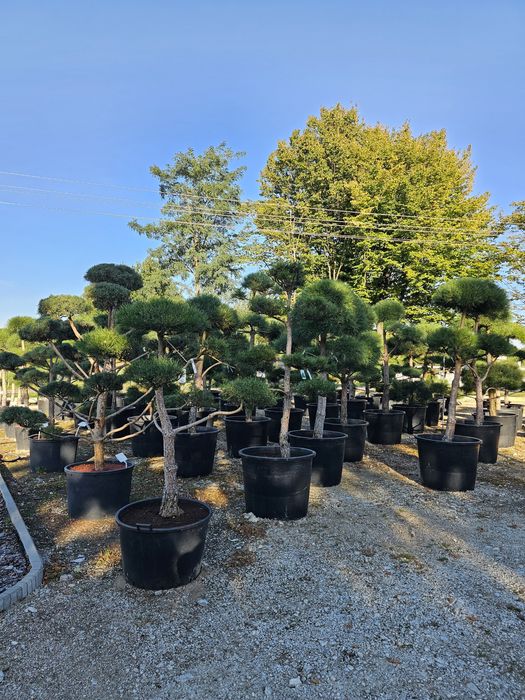 Sosna czarna Bonsai