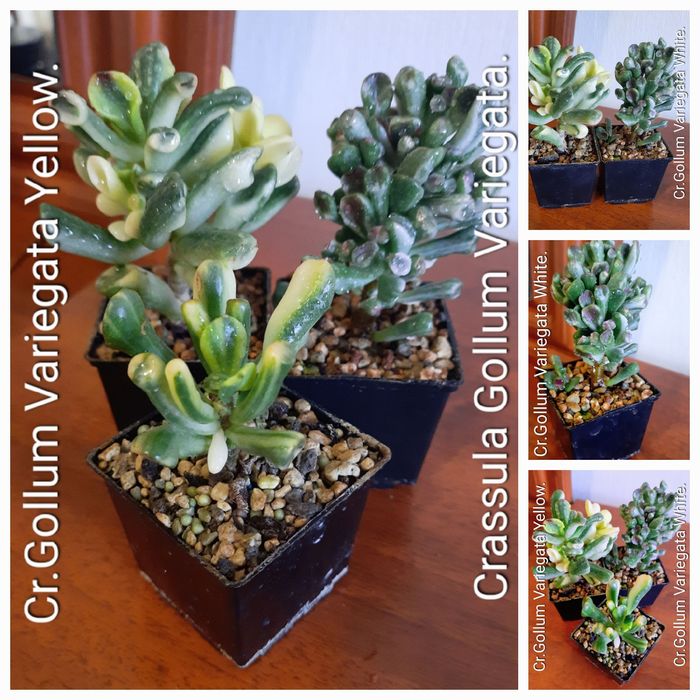 Редкие, коллекционные сорта крассул толстянок денежных деревьев суккул