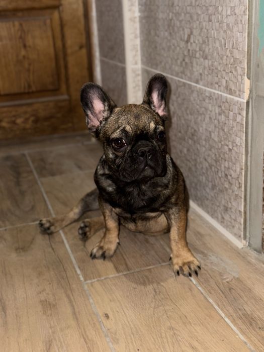 Французский бульдог девочка